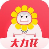 大力花