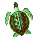 SeaTurtle