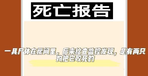 小猪佩奇的午夜后宫狗头版 小猪佩奇的午夜后宫狗头版