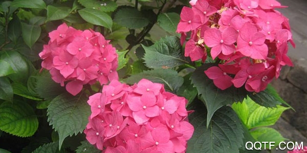 爱鉴花手机版 爱鉴花手机版