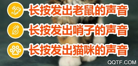 猫咪相机App
