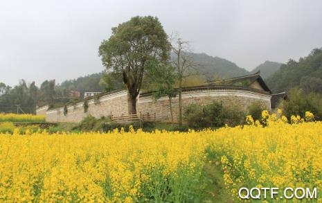 新双峰手机客户端