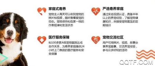 千千小猫寄养最新版