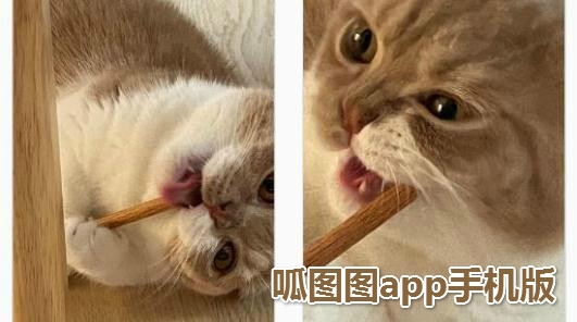 呱图图app手机版 呱图图app手机版