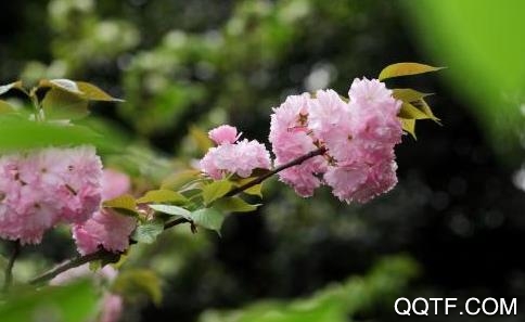 秀花草最新版 秀花草最新版