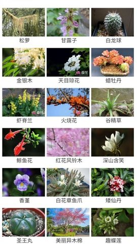 花草种植 花草种植
