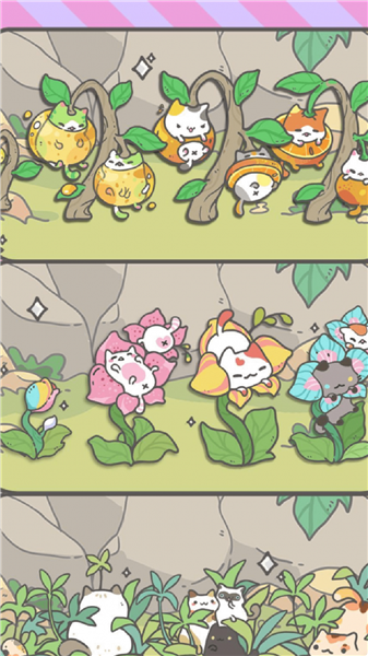 养猫达人 养猫达人